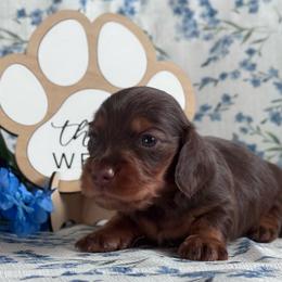 Loot - Chocolate and tan male Dachshund puppy in Dothan, Alabama from Little House Pups