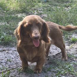 Coco - Chocolate and tan female Dachshund puppy in Lakeland, Florida from Elite Doxies Florida
