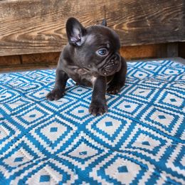 Chubbz - Tricolors male French Bulldog puppy in Lubbock, Texas from West Texas Dachshunds LLC