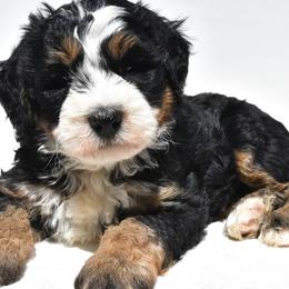 Brunco - Tri-color male Bernedoodle puppy in Millersburg, Ohio from Ohio Puppy Paws