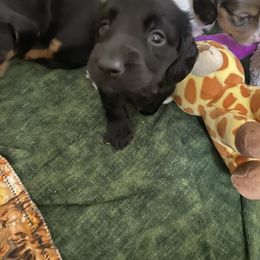 Dachshund Puppies from Yellowstone Dachshunds