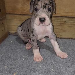 Otis - Mantle merle male Great Dane puppy in Walker, Louisiana from La Rebel Danes