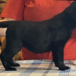 Labrador Retriever Puppies from R Little Retrievers
