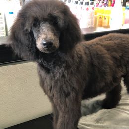 Poodle All Grown Up from Pearson’s Poodles