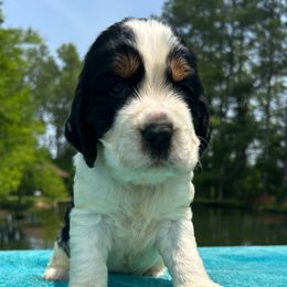 Boy 3 - Black and white male English Springer Spaniel puppy in Tabor City, North Carolina from Big Bay Kennels LLC