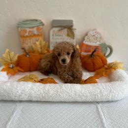 Waffles - Apricot male Poodle puppy in Bakersfield, California from Pups and Paws Toy Poodles