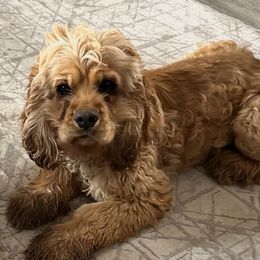 Harley - Cocker Spaniel