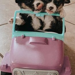 Aussiedoodles, Goldendoodles, Pembroke Welsh Corgis, and Sheepadoodles from The Puppy Stables