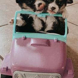 Aussiedoodles, Goldendoodles, Pembroke Welsh Corgis, and Sheepadoodles from The Puppy Stables