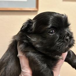 Cooper - Black and white male Shih Tzu puppy in Victorville, California from Precioustzus