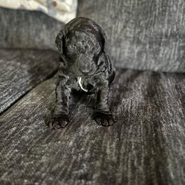 Klaus (Red Collar) - Black male Poodle puppy in Austin, Texas from Haylee’s Pups & Paws
