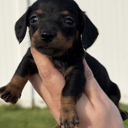 Rebecca - Black and tan female Dachshund puppy in Greenup, Kentucky from Tygart Creek Dachshunds