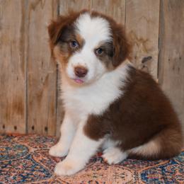Virga - Red tri-color female Australian Shepherd puppy in San Tan Valley, Arizona from Mott Ranch - Blazin' Sun Aussies