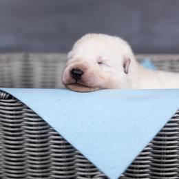 Light Blue - White male Berger Blanc Suisse puppy in Chestnut, Illinois from Fireside Fernweh