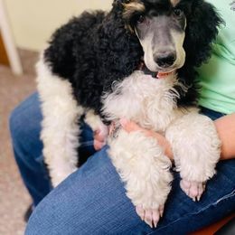 Poodle Puppies from Spanish Flower Standard Poodles