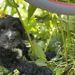 Portuguese Water Dog Puppies from Yellowstone Porties