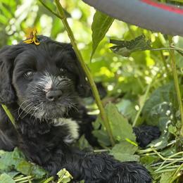 Portuguese Water Dog Puppies from Yellowstone Porties