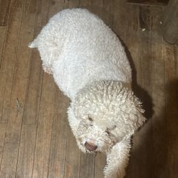 Sweetie - Lagotto Romagnolo