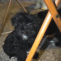 Steele - Black male Morkie puppy in Aliquippa, Pennsylvania from The Morkie Mom