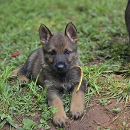 Yellow Collar - Sable female German Shepherd puppy in Commerce, Georgia from Adams K9