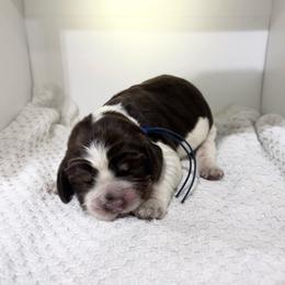 Blue - Liver white and roan male English Springer Spaniel puppy in Lincoln, Texas from LeeCo. Springers