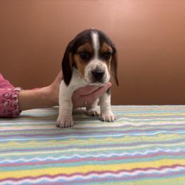 Gabriel - Black white and tan male Beagle puppy in St. Cloud, Minnesota from Beagle Blessings