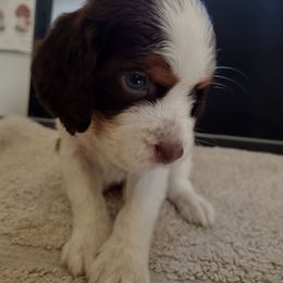 Birch - Liver white and tan male English Springer Spaniel puppy in Redding, California from Springer's Journey Spaniels California