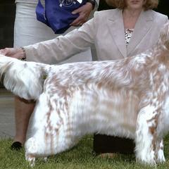 English Setters from Mary Nowak