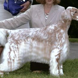 English Setters from Mary Nowak