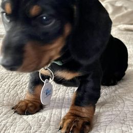 Dachshund Puppies from Cogsworth Cromwell Dachshunds of South West Michigan