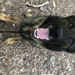 Phoenix - German Shepherd