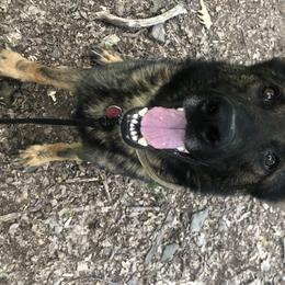 Phoenix - German Shepherd