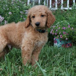 Goldendoodle Puppies from Carolina Doodle Puppies