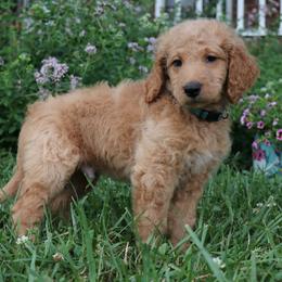 Goldendoodle Puppies from Carolina Doodle Puppies