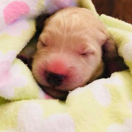 Goldendoodle Puppies from Cooley Doodles