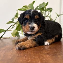 Marshmallow Petite - Tri-color female Bernedoodle puppy in Meadville, Pennsylvania from Doodle Paws Pups