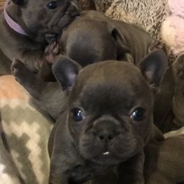 French Bulldog Puppies from Crooked C Ranch