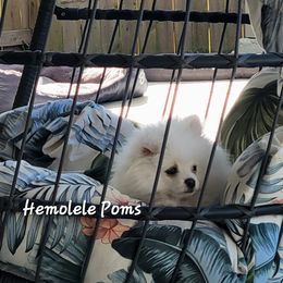 Pomeranian Puppies from Hemolele Poms
