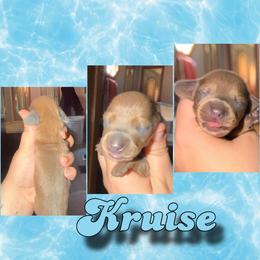 Kruise - Fawn (isabella) and tan male Dachshund puppy in Brazil, Indiana from King Duke Dachshunds