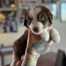 Lasso - TOY size projected - Red tri-color male Miniature American Shepherd puppy in Tucson, Arizona from Outlaw Minis