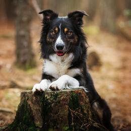 Border Collies and Sporty Mixes from Endgame Sport Dogs
