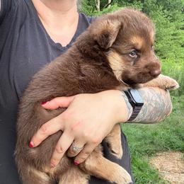 Liver and Tan Male - Liver male German Shepherd puppy in Tafton, Pennsylvania from Pocono GSD