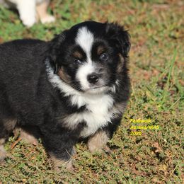 Wolffe - Black tri male Miniature American Shepherd puppy in Hillsdale, Michigan from Faithwalk Aussies and Mini American Shepherds