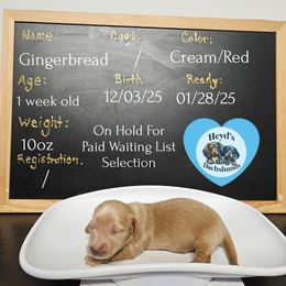 Gingerbread - Cream male Dachshund puppy in Hoquiam, Washington from Heyd's Mini Dachshunds