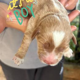 Mauka - Cream male Goldendoodle puppy in Willits, California from Big Island Goldendoodles