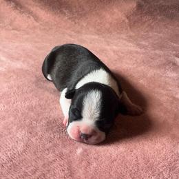 Girl 1 - Black and white female Boston Terrier puppy in Brookville, Ohio from Best Friend Bostons