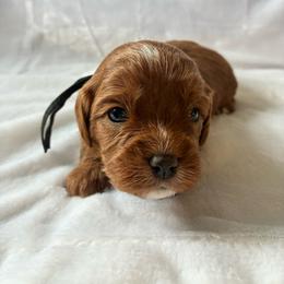 Bacon - Red male Cavapoo puppy in Adrian, Oregon from ApplebyFarm