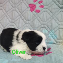 Oliver - Parti male Miniature Schnauzer puppy in Diana, Texas from Happy Pawz Schnauzers