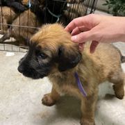 Tawny girl 1 - Reserved - Tawny female Briard puppy in Frankford, West Virginia from Honey Bee Hill