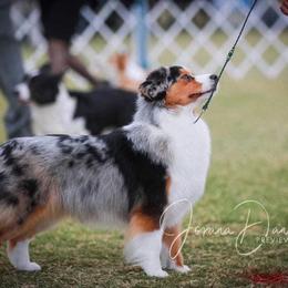 Miniature American Shepherd Puppies from Abington Miniature American Shepherds